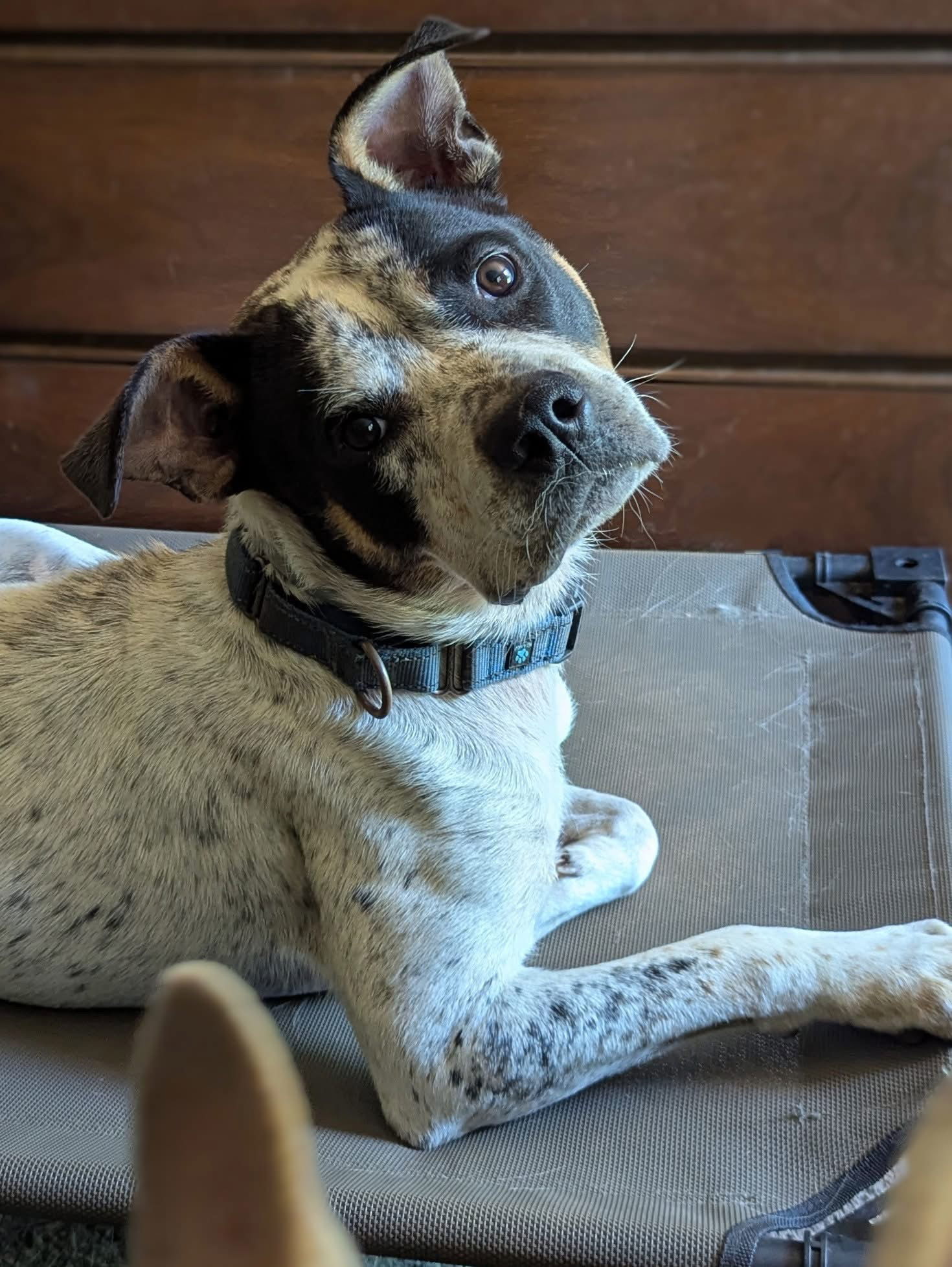 Milo: Not At shelter-Sponsored by "Fergus"