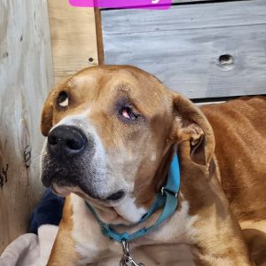 Good morning future adopters my name is Candy My rescue mom should know by now if she leaves any f