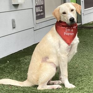 Hi my name is Gambler and I can be a bit of a shy guy at first My foster parents