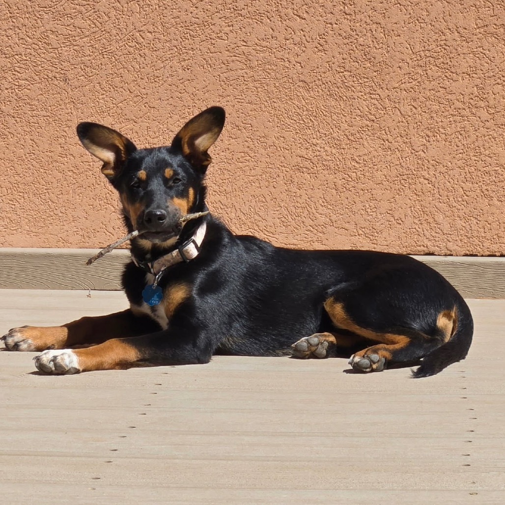 Celery, an adoptable Mixed Breed in Moab, UT, 84532 | Photo Image 1