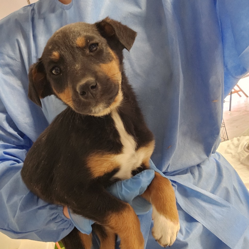 Celery, an adoptable Mixed Breed in Moab, UT, 84532 | Photo Image 2