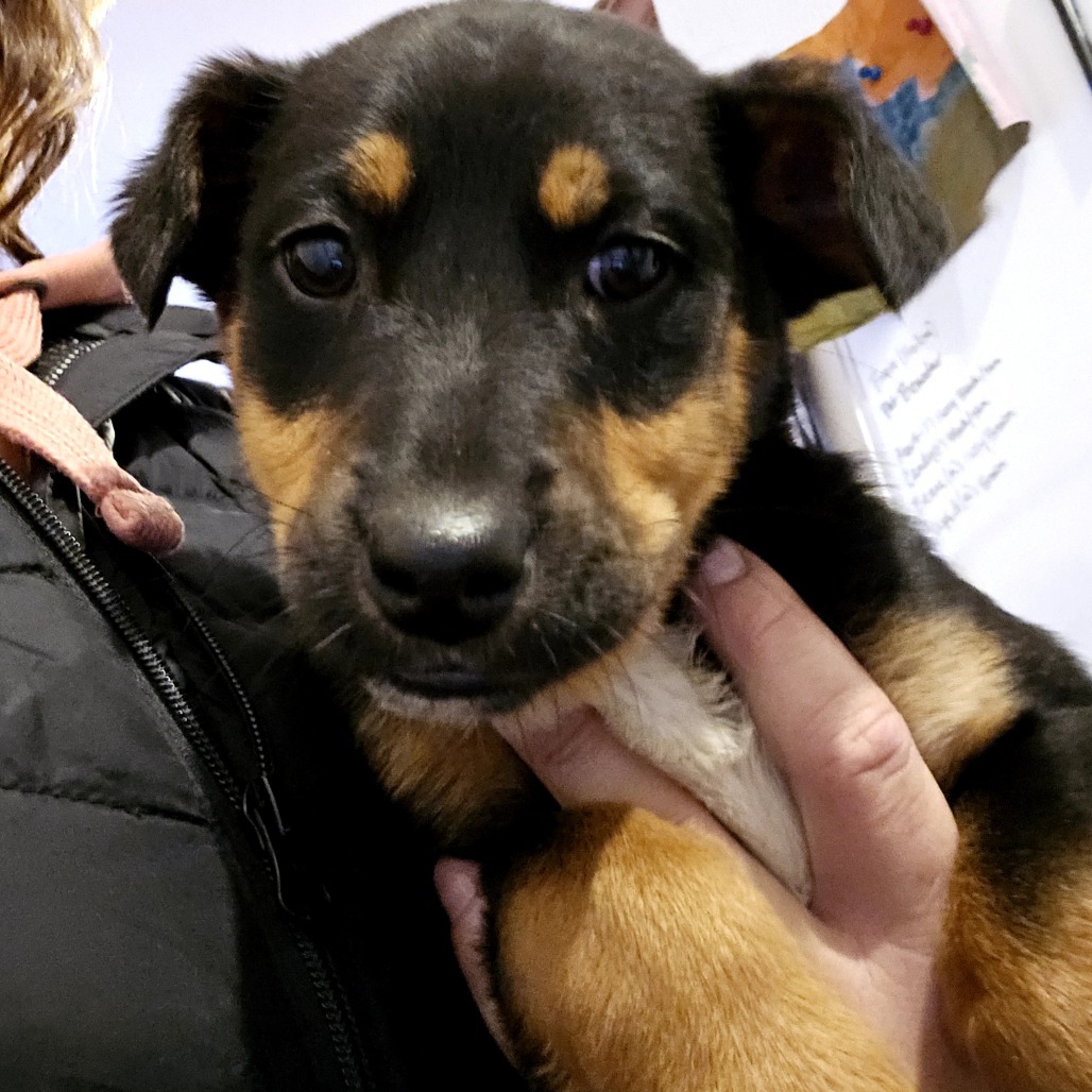 Celery, an adoptable Mixed Breed in Moab, UT, 84532 | Photo Image 3