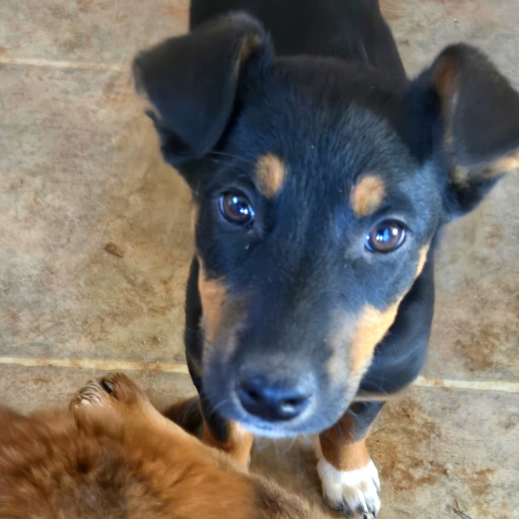Celery, an adoptable Mixed Breed in Moab, UT, 84532 | Photo Image 4