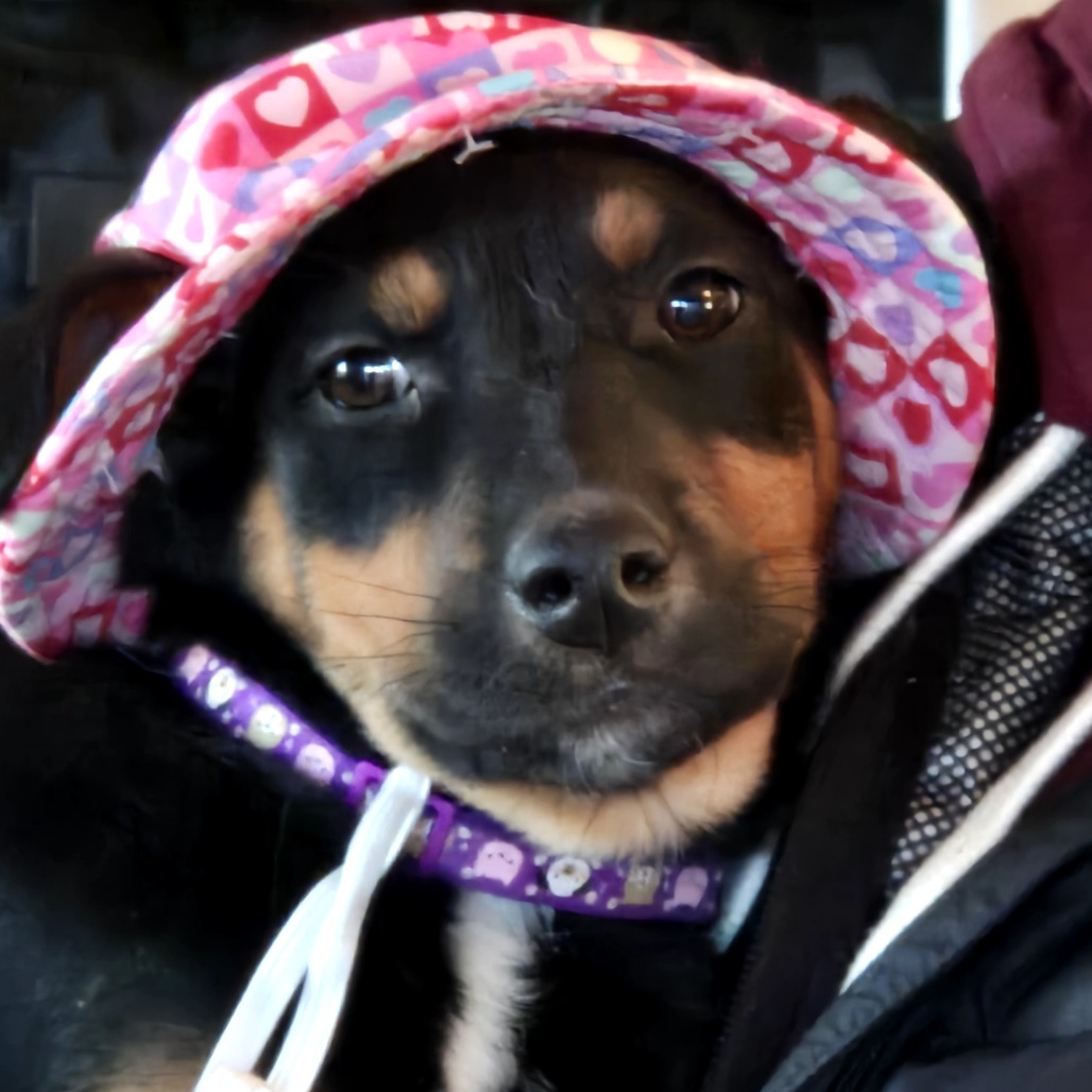 Celery, an adoptable Mixed Breed in Moab, UT, 84532 | Photo Image 5