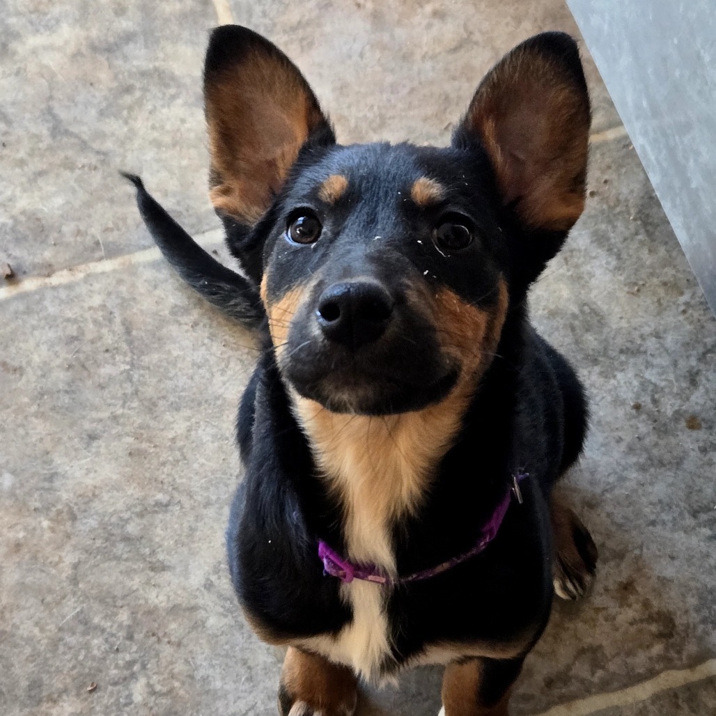 Celery, an adoptable Mixed Breed in Moab, UT, 84532 | Photo Image 6