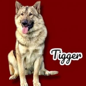 Tigger, Adult Male German Shepherd Dog