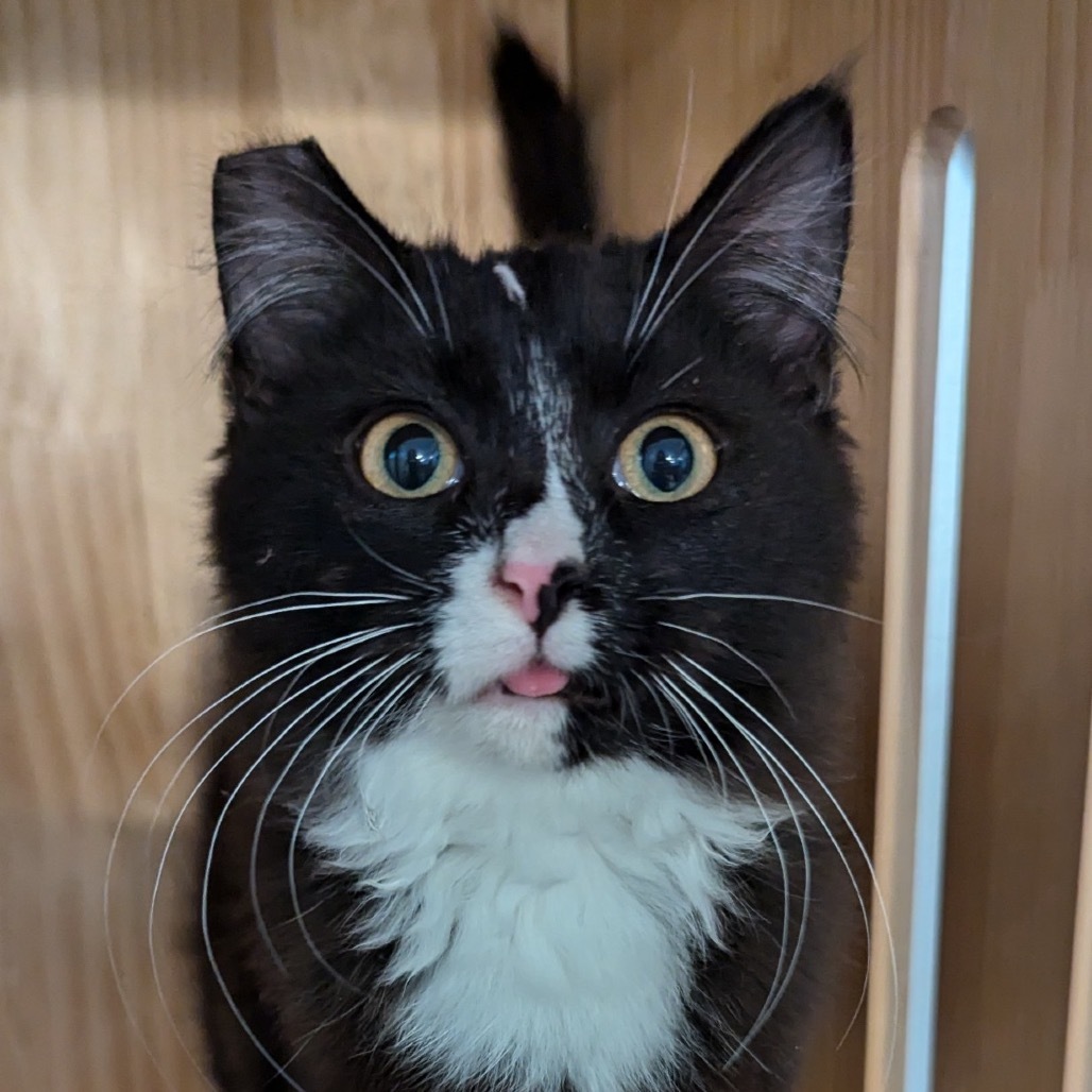 Kulo, an adoptable Domestic Short Hair in Las Vegas, NV, 89128 | Photo Image 1
