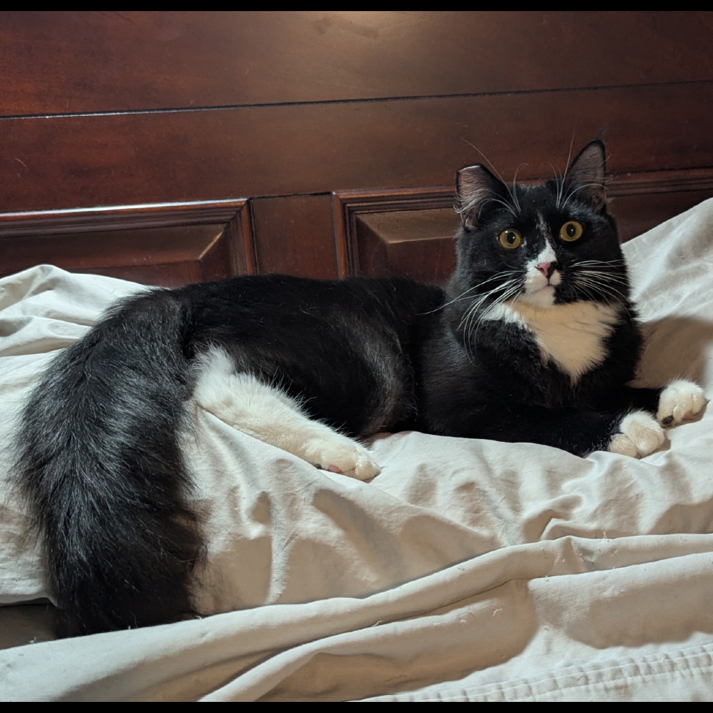 Kulo, an adoptable Domestic Short Hair in Las Vegas, NV, 89128 | Photo Image 1
