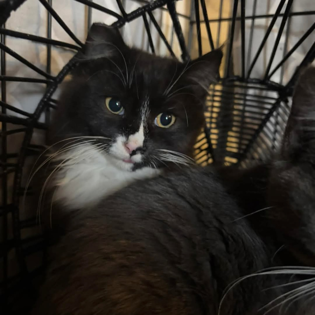 Kulo, an adoptable Domestic Short Hair in Las Vegas, NV, 89128 | Photo Image 2