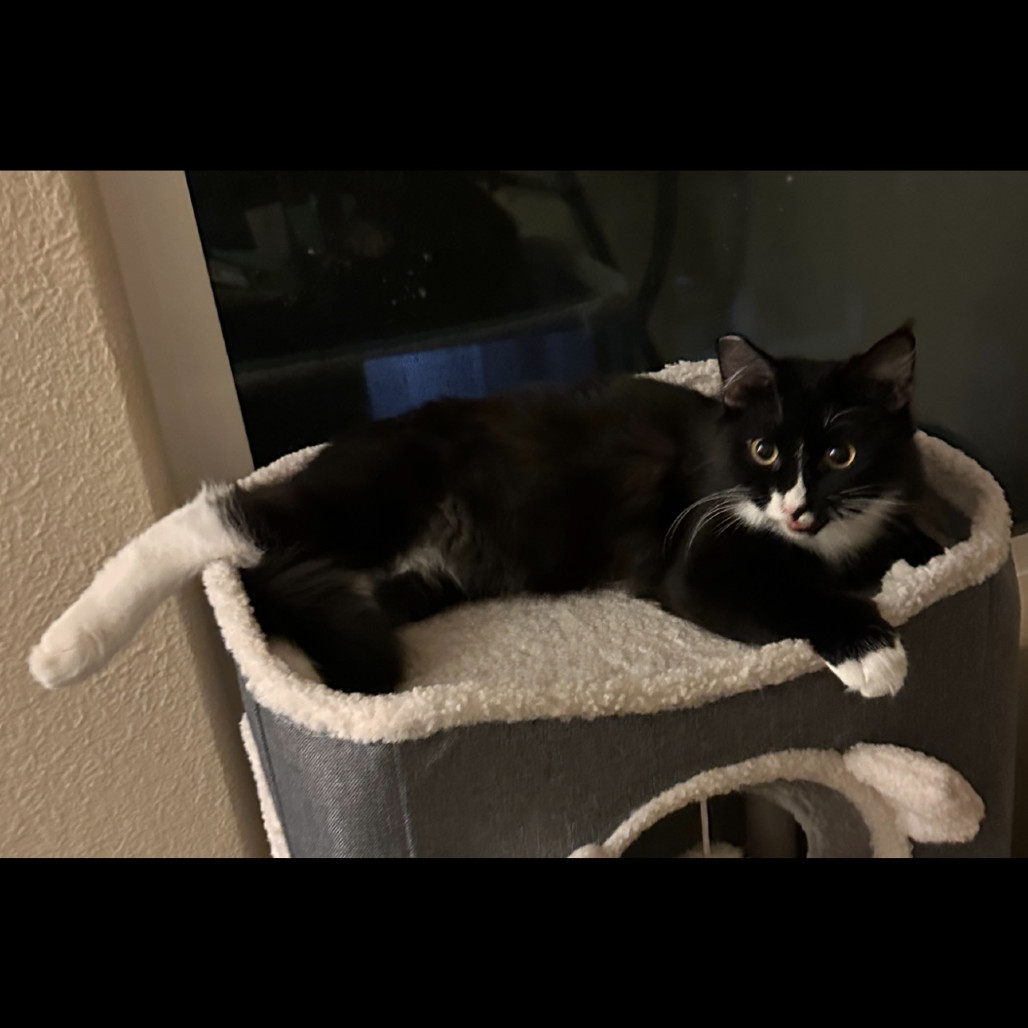 Raider, an adoptable Domestic Short Hair in Las Vegas, NV, 89128 | Photo Image 4