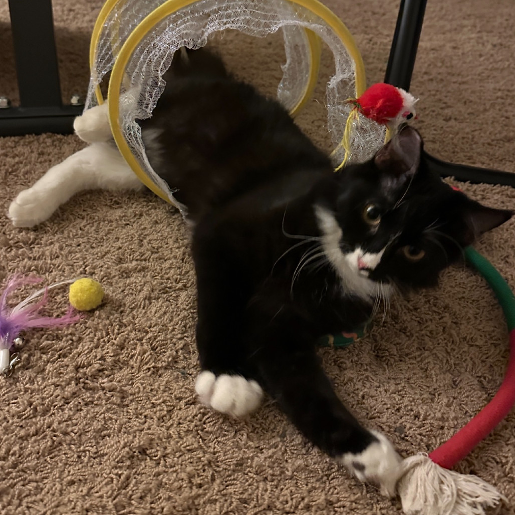 Raider, an adoptable Domestic Short Hair in Las Vegas, NV, 89128 | Photo Image 5