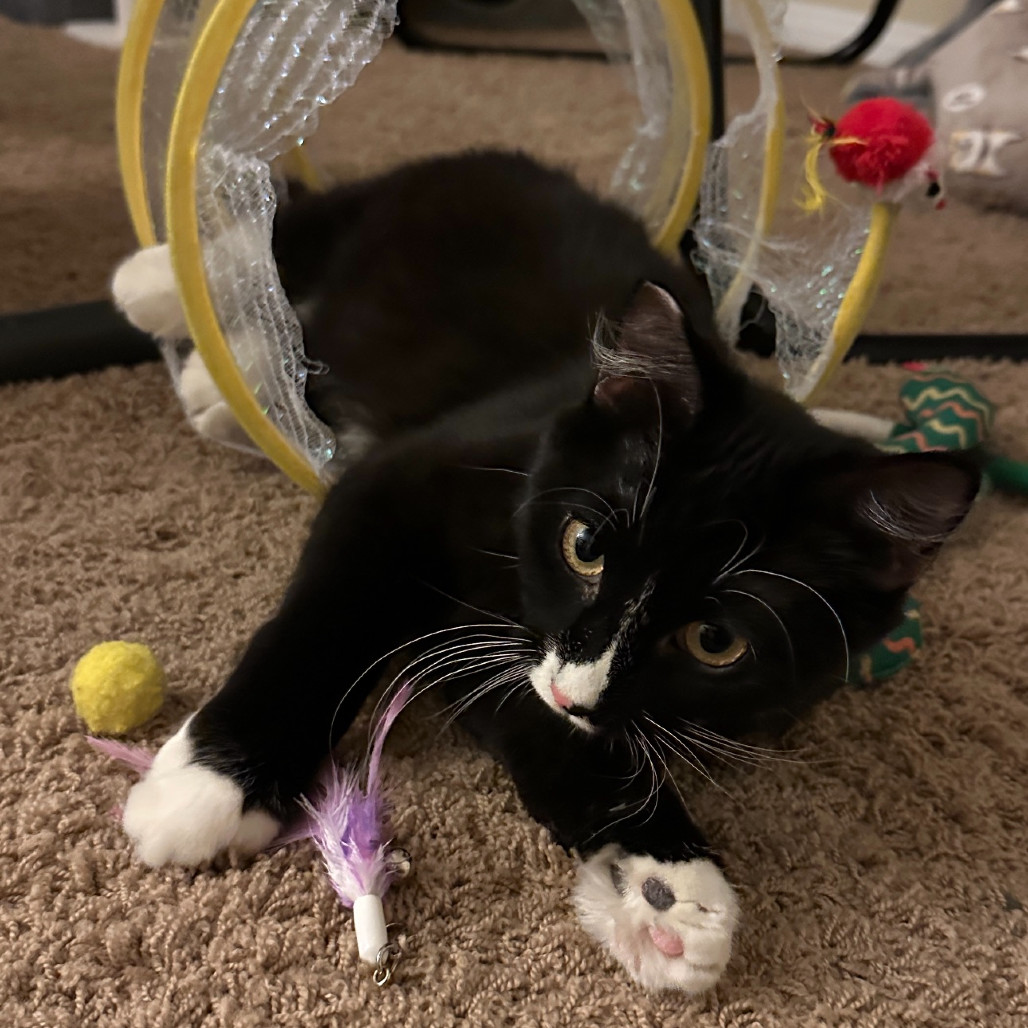 Raider, an adoptable Domestic Short Hair in Las Vegas, NV, 89128 | Photo Image 6