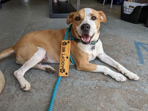 Rosalie has a kiss and a big tail wag for every person she meets She is very friendly with people
