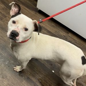 Maya, Young Female Pit Bull Terrier