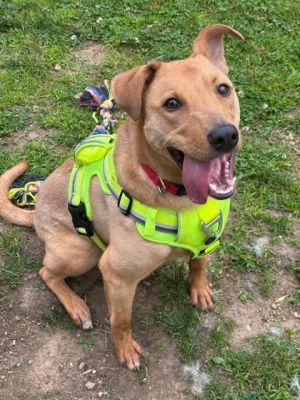 Kobe, Baby Male Labrador Retriever
