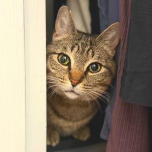 Cosmic Brownie is currently in foster care and ready for adoption via our virtual process Learn mor
