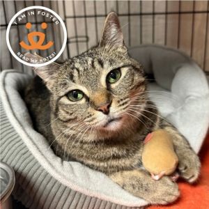 Cosmic Brownie is currently in foster care and ready for adoption via our virtual process Learn mor