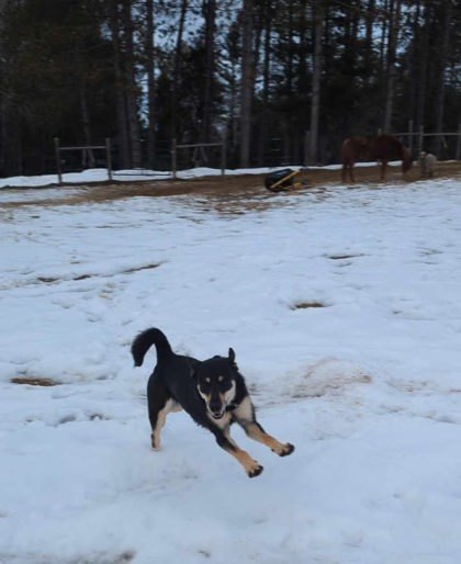 Cookie Crunch *In Foster* (sponsored), an adoptable Mixed Breed in Rhinelander, WI, 54501 | Photo Image 1