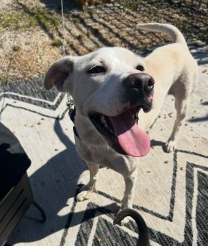 Athena, Adult Female Labrador Retriever