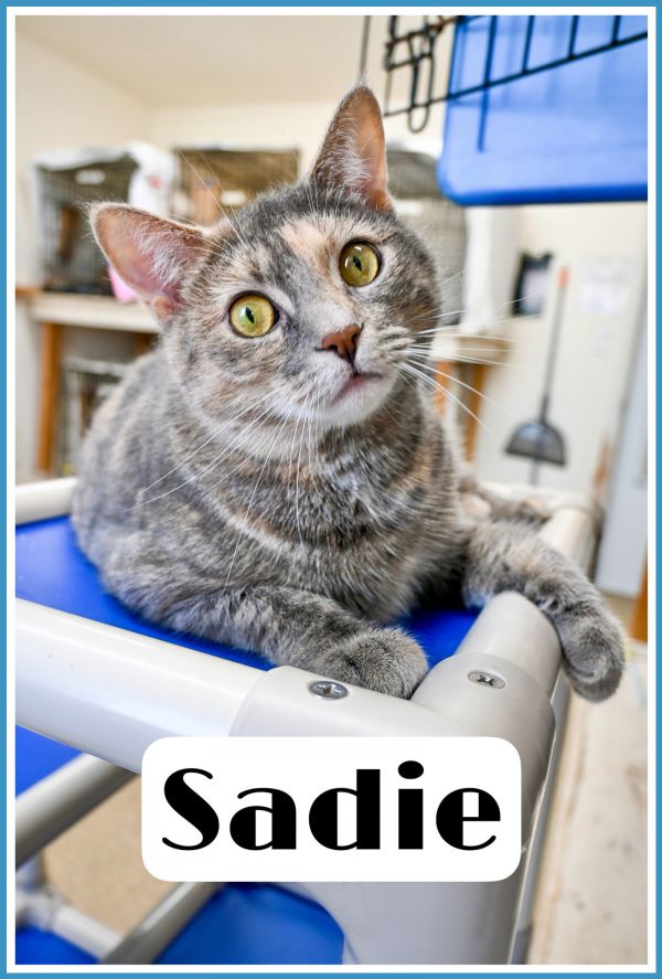 Sadie  Willow Grove thumbnail 6