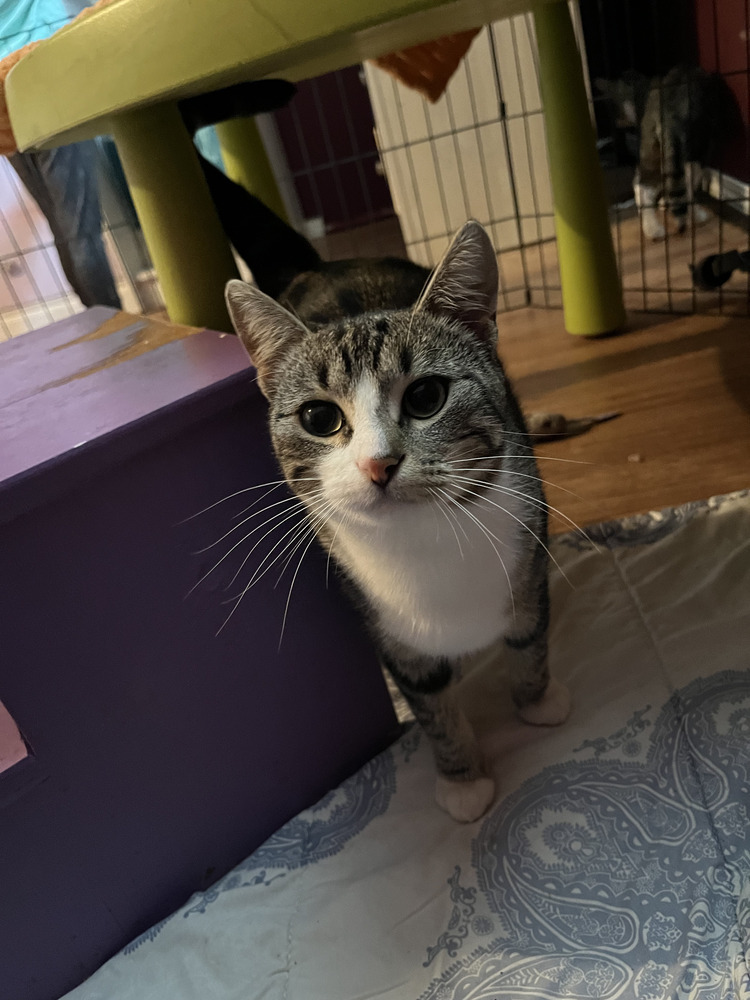 Dave, an adoptable Domestic Short Hair in Clive, AB, T0C 0Y0 | Photo Image 1