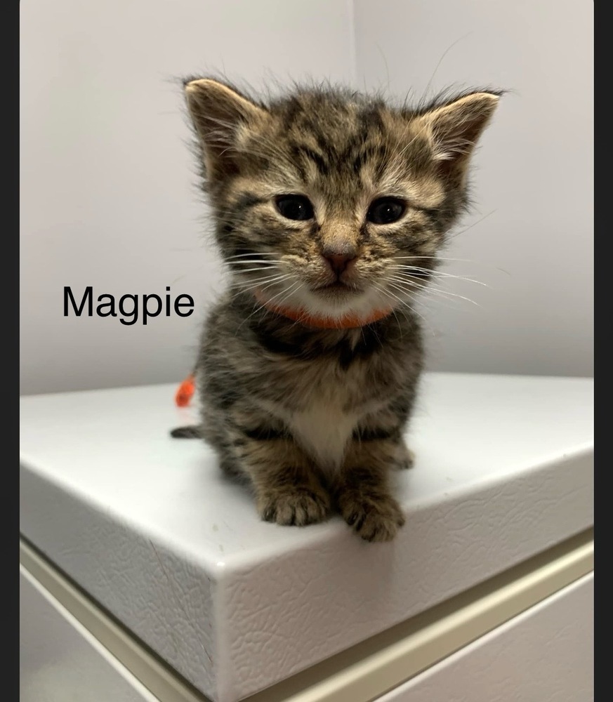 Magpie, an adoptable Domestic Short Hair in Clive, AB, T0C 0Y0 | Photo Image 1