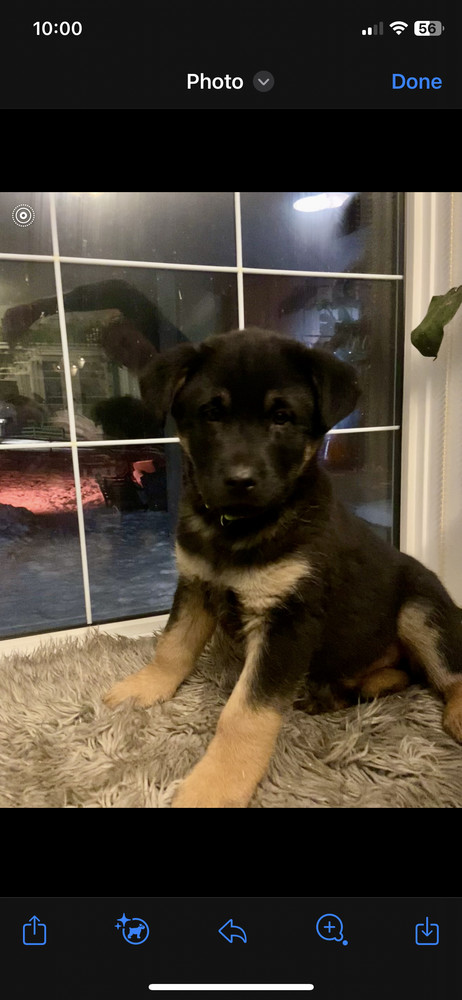 Mango, an adoptable Shepherd in Clive, AB, T0C 0Y0 | Photo Image 1