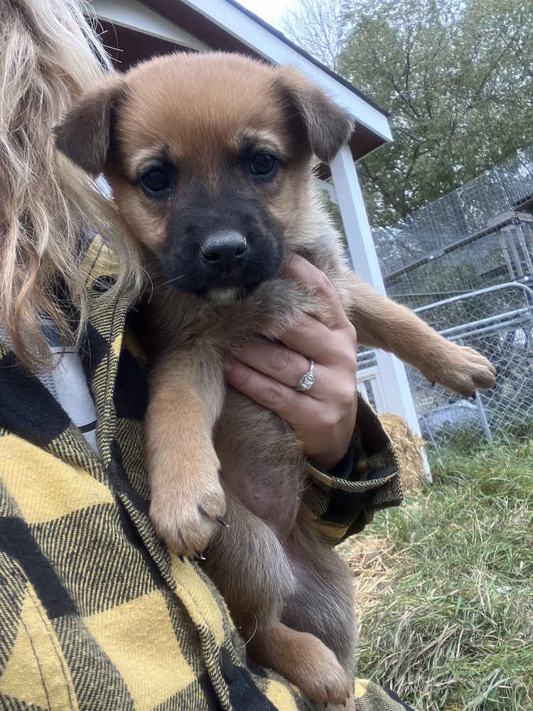 Paris, an adoptable Shepherd in Clive, AB, T0C 0Y0 | Photo Image 1