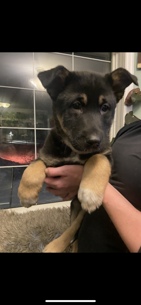 Aubergine, an adoptable Shepherd in Clive, AB, T0C 0Y0 | Photo Image 1