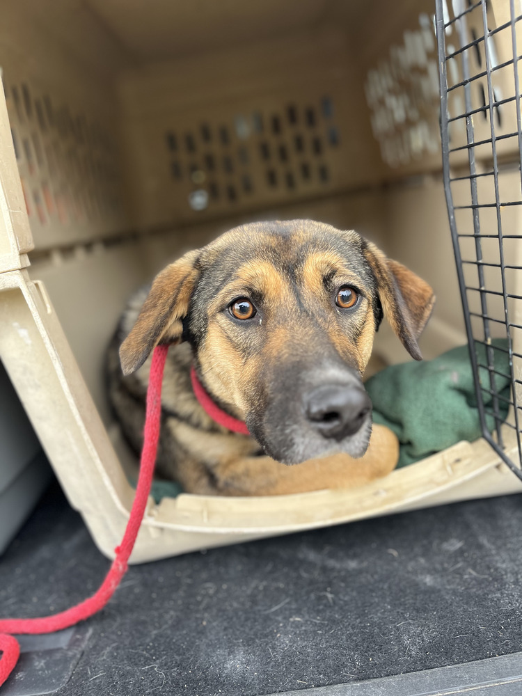 Penny, an adoptable Shepherd in Clive, AB, T0C 0Y0 | Photo Image 1