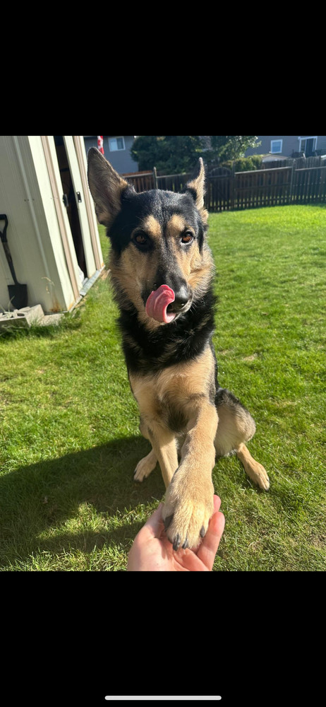 Axel, an adoptable German Shepherd Dog in Clive, AB, T0C 0Y0 | Photo Image 1