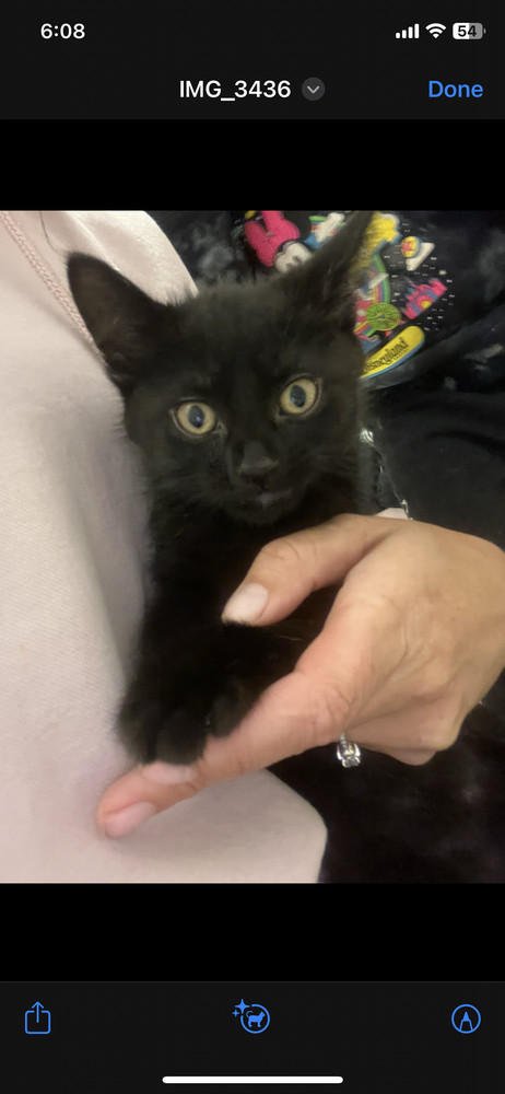 Salem, an adoptable Domestic Short Hair in Clive, AB, T0C 0Y0 | Photo Image 1