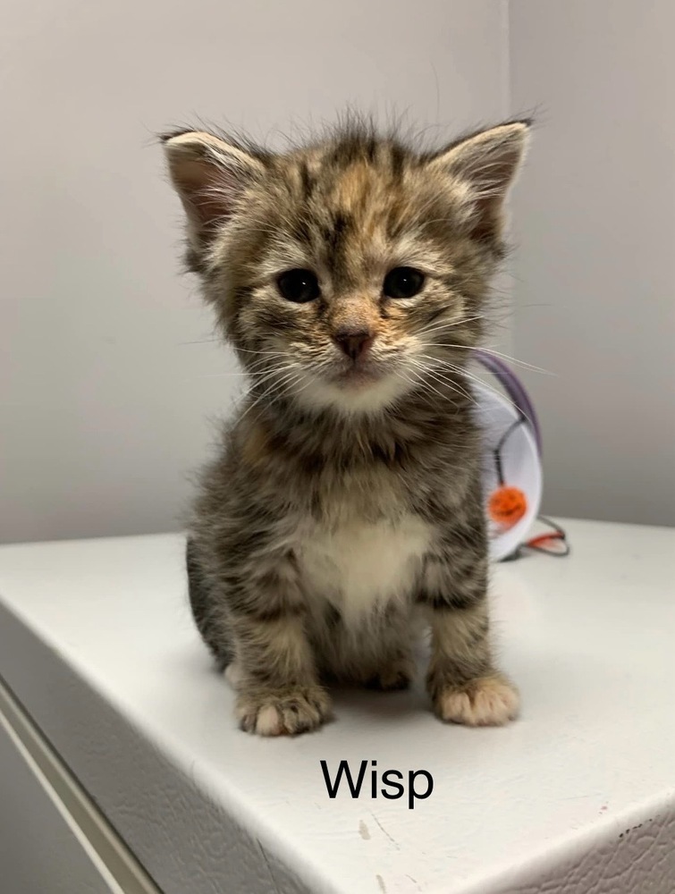 Wisp, an adoptable Domestic Short Hair in Clive, AB, T0C 0Y0 | Photo Image 1