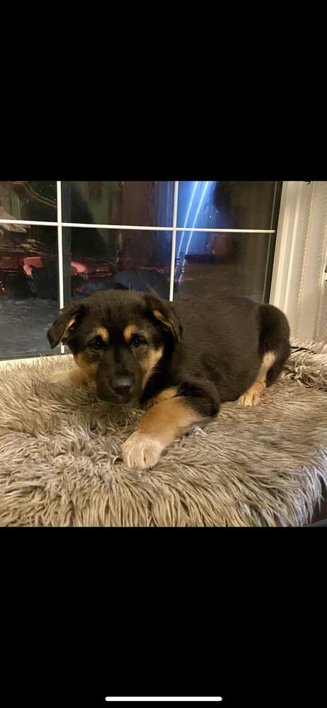 Cayenne, an adoptable Shepherd in Clive, AB, T0C 0Y0 | Photo Image 1