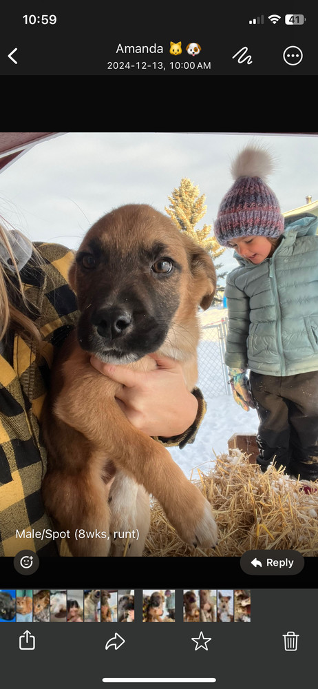 Spot, an adoptable Shepherd in Clive, AB, T0C 0Y0 | Photo Image 1