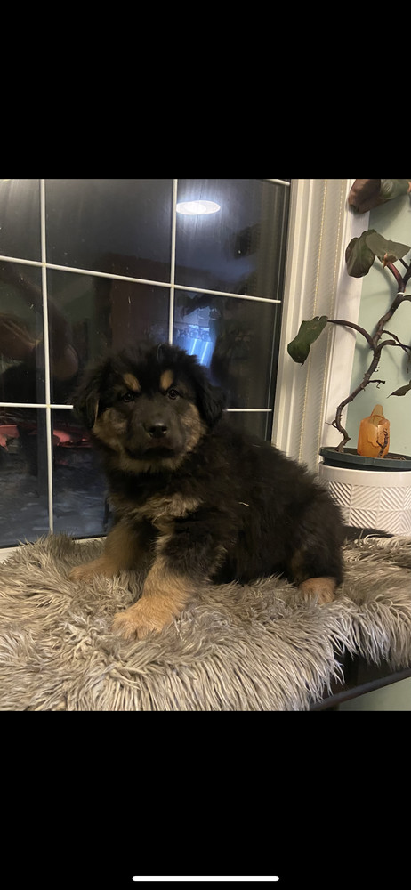 Jalapeno, an adoptable Shepherd in Clive, AB, T0C 0Y0 | Photo Image 1