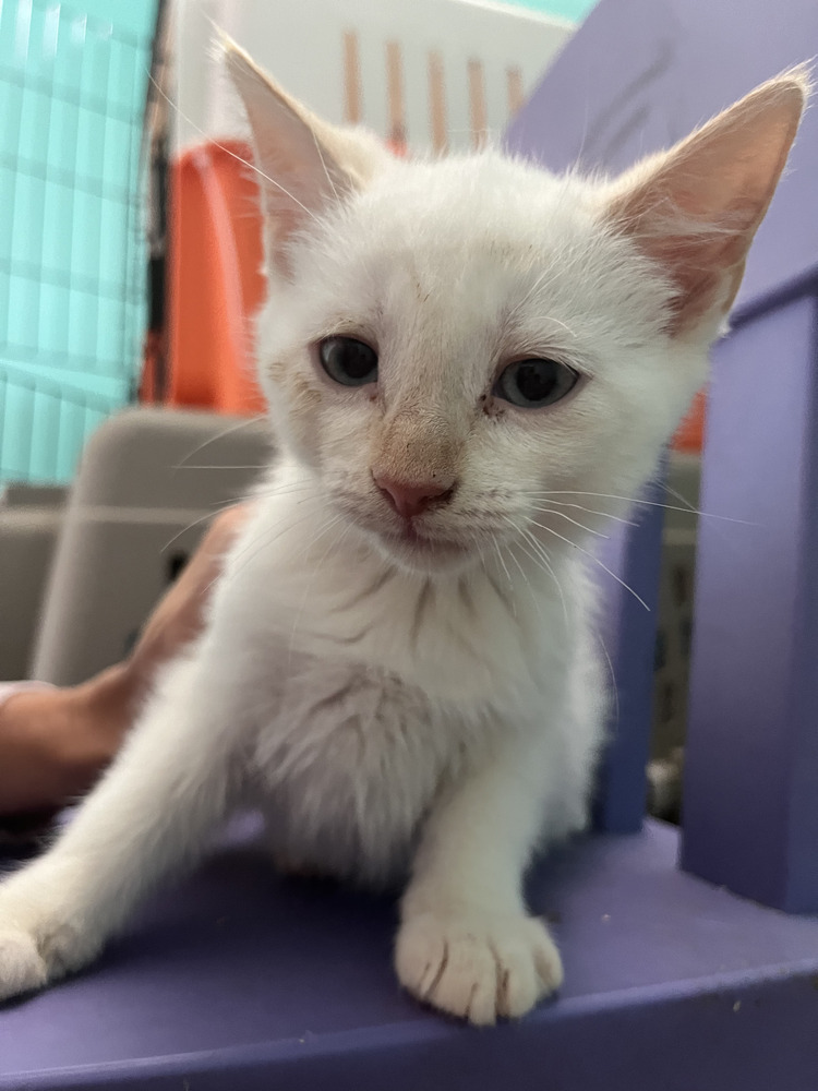 Lucy, an adoptable Siamese, Domestic Short Hair in Clive, AB, T0C 0Y0 | Photo Image 1
