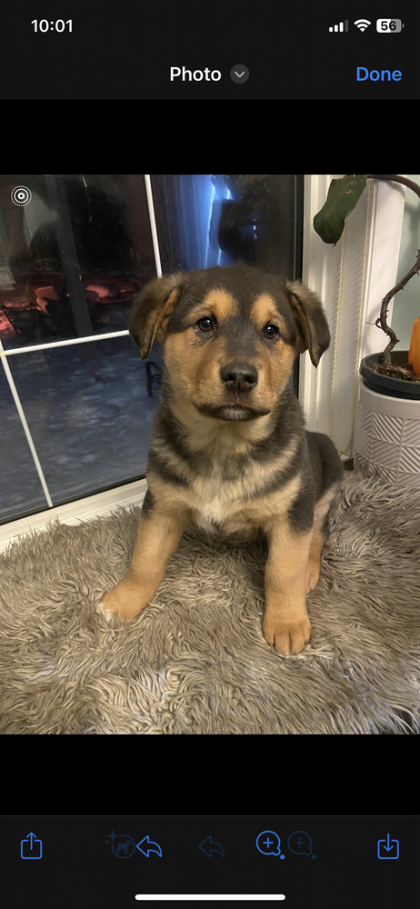 Macaroon, an adoptable Shepherd in Clive, AB, T0C 0Y0 | Photo Image 1