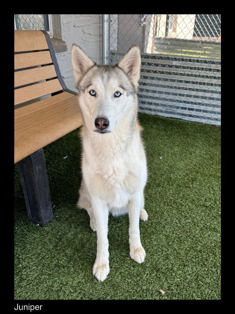 Juniper