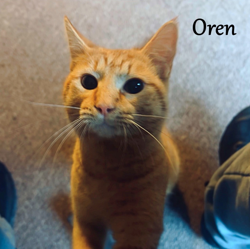 Oren