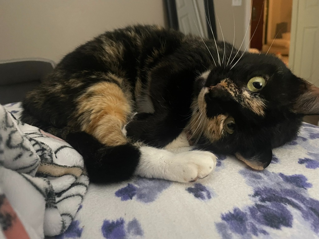 Carla, an adoptable Domestic Short Hair in Hoover , AL, 35226 | Photo Image 1