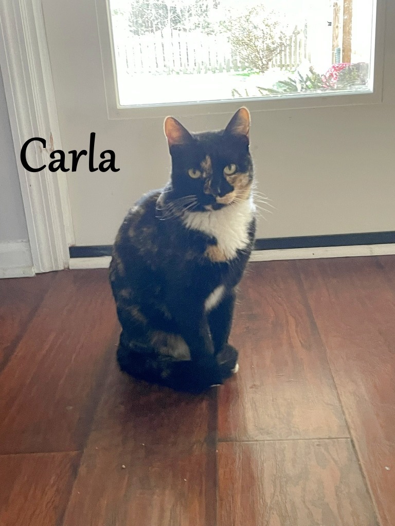 Carla, an adoptable Domestic Short Hair in Hoover , AL, 35226 | Photo Image 2