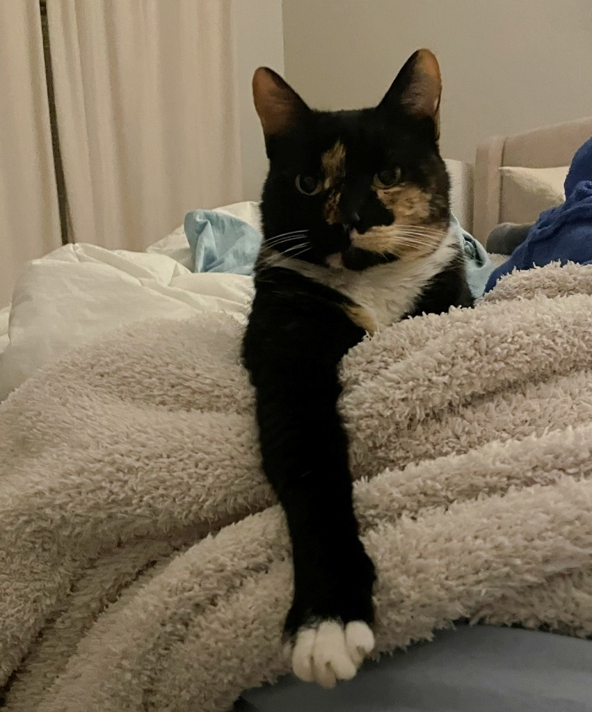 Carla, an adoptable Domestic Short Hair in Hoover , AL, 35226 | Photo Image 3