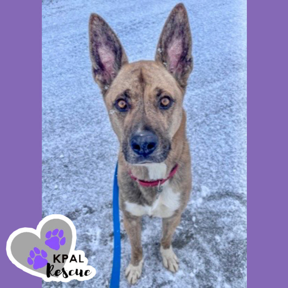 Wilbur (Cubbie - The Lost Boys), an adoptable Boxer, Alaskan Malamute in Kenai, AK, 99611 | Photo Image 1