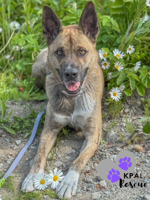 Wilbur (Cubbie - The Lost Boys), an adoptable Boxer, Alaskan Malamute in Kenai, AK, 99611 | Photo Image 1