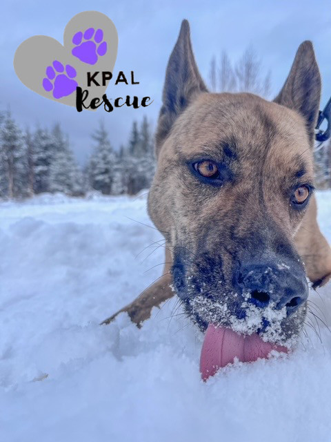 Wilbur (Cubbie - The Lost Boys), an adoptable Boxer, Alaskan Malamute in Kenai, AK, 99611 | Photo Image 2