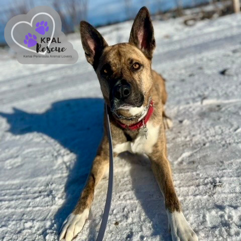 Wilbur (Cubbie - The Lost Boys), an adoptable Boxer, Alaskan Malamute in Kenai, AK, 99611 | Photo Image 3