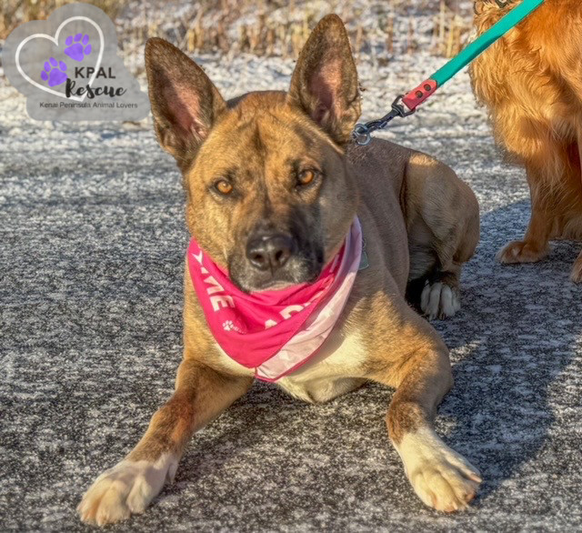 Wilbur (Cubbie - The Lost Boys), an adoptable Boxer, Alaskan Malamute in Kenai, AK, 99611 | Photo Image 3
