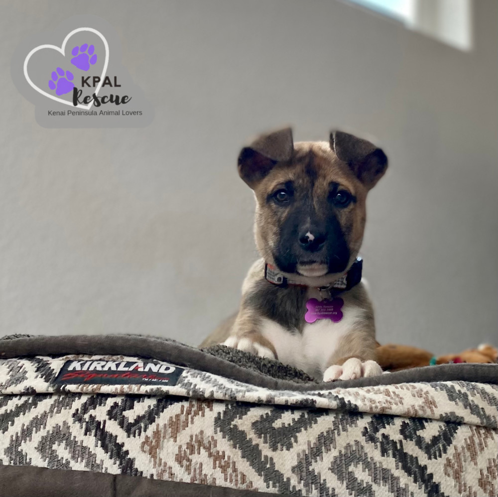 Wilbur (Cubbie - The Lost Boys), an adoptable Boxer, Alaskan Malamute in Kenai, AK, 99611 | Photo Image 4
