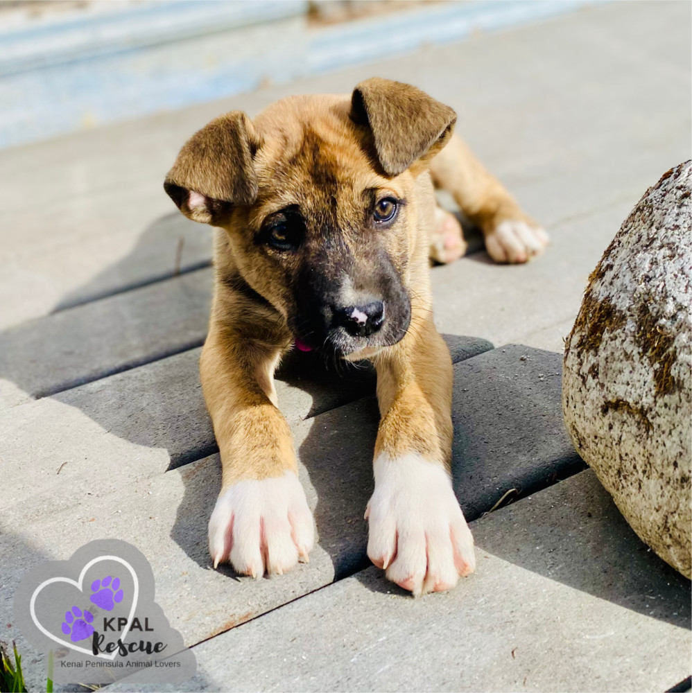 Wilbur (Cubbie - The Lost Boys), an adoptable Boxer, Alaskan Malamute in Kenai, AK, 99611 | Photo Image 5